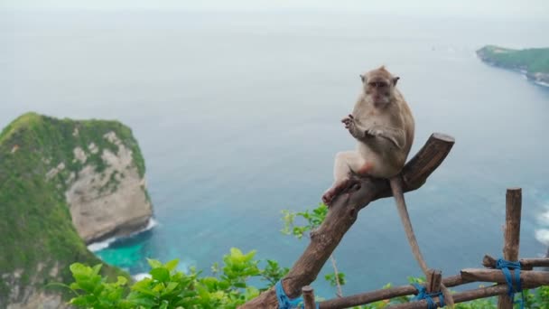 Мавпа Нуса Пеніда Балі Кадри Високої Якості — стокове відео