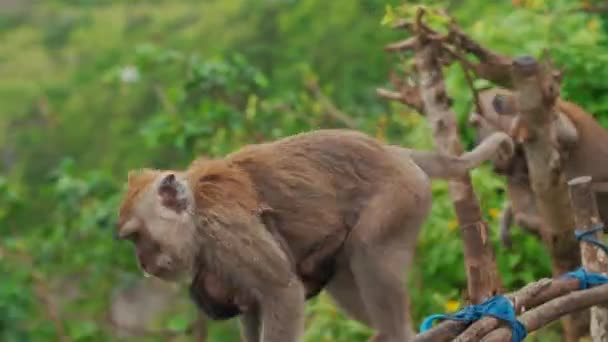 Anne Maymun Küçük Bir Çocuk Çalıların Üzerinde Zıplıyorlar Yüksek Kalite — Stok video