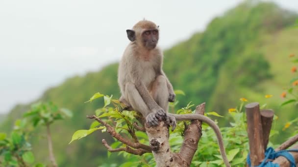 Μικρή Μαϊμού Στην Κορυφή Του Θάμνου Υψηλής Ποιότητας Πλάνα — Αρχείο Βίντεο