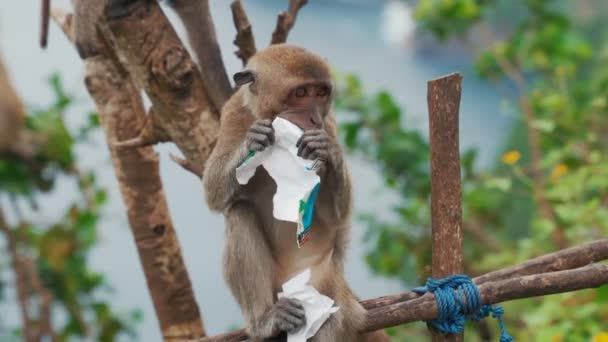 猿はインドネシアのバリで紙を食べる 高品質4K映像 — ストック動画