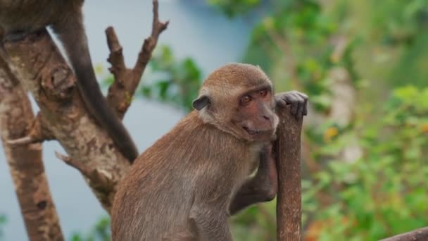 Πίθηκος Που Μασάει Κάθεται Στο Κλαδί Μπαλί Υψηλής Ποιότητας Πλάνα — Αρχείο Βίντεο