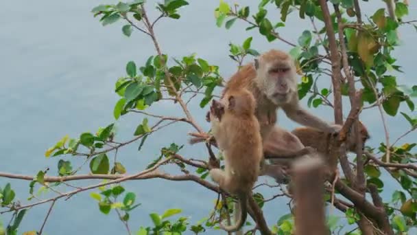 Küçük Maymunlar Çalıların Üzerinde Zıplıyorlar Yüksek Kalite Görüntü — Stok video