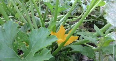 Bahçede büyük bir kabak çalısı. yakın plan.