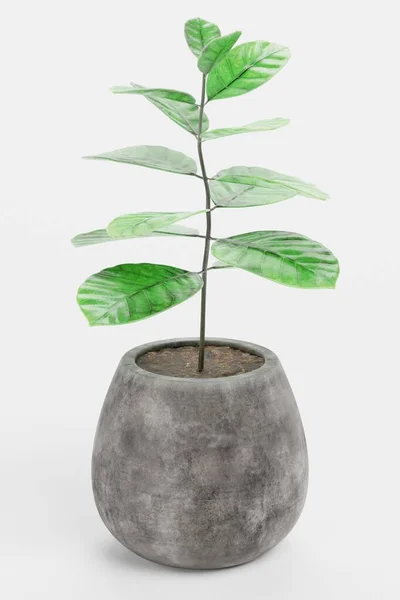 Realistic Render Coffe Plant Pot — Stock Photo, Image