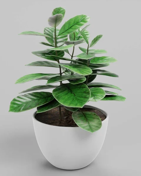 Render Realistico Coffe Plant Vaso — Foto Stock
