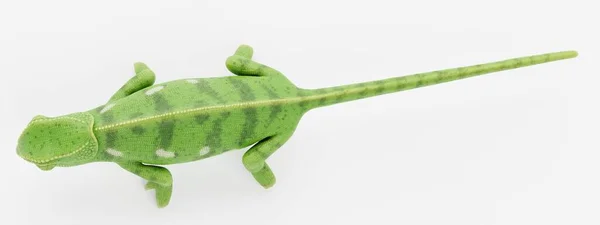 Realistic Render Flap Necked Chameleon — Stock Photo, Image