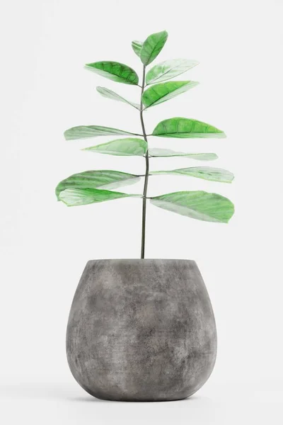 Render Realistico Coffe Plant Vaso — Foto Stock