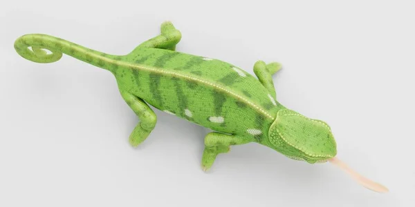 Realistic Render Flap Necked Chameleon — Stock Photo, Image