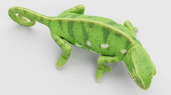 Ρεαλιστική Render Flap Necked Chameleon — Φωτογραφία Αρχείου