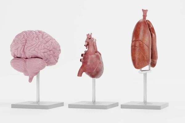 解剖学モデルの現実的な3Dレンダリング — ストック写真