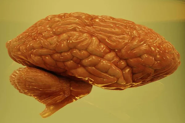 ジャーにおける脳の現実的な3Dレンダリング — ストック写真