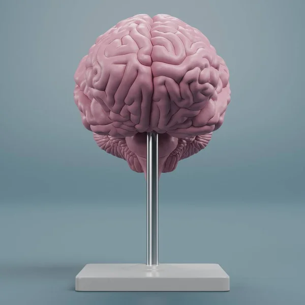Ρεαλιστική Render Του Πλαστικού Εγκεφάλου Μοντέλο — Φωτογραφία Αρχείου