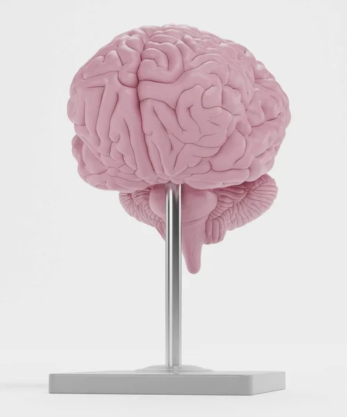 塑料脑模型的真实感3D渲染 — 图库照片
