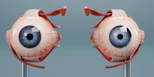 Realistyczny Render Modelu Anatomii Oka — Zdjęcie stockowe