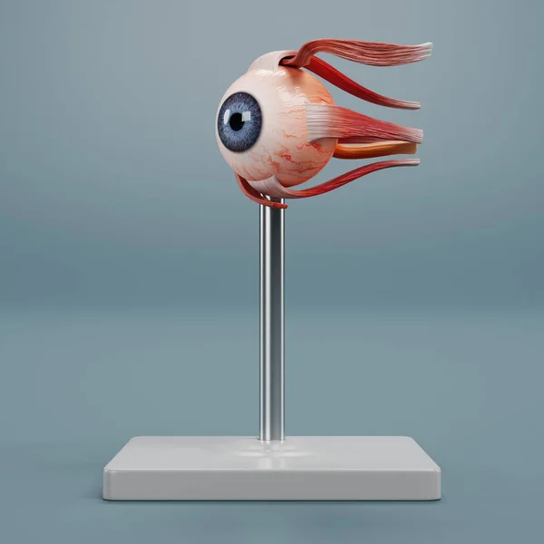 目の解剖学モデルの現実的な3Dレンダリング ストックフォト