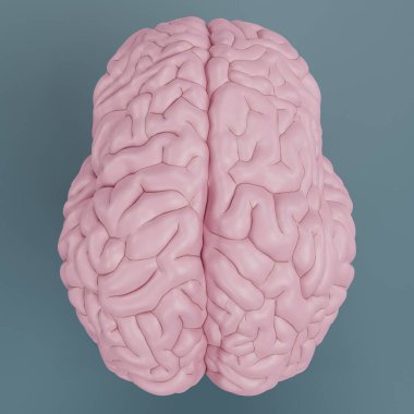 Plastik Beyin Modelinin Gerçekçi 3B Çizimi