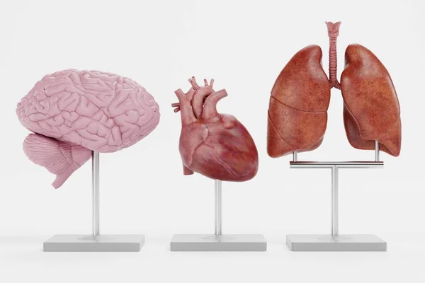 Realistické Vykreslování Anatomických Modelů — Stock fotografie