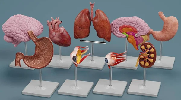 Realistyczne Render Modeli Anatomicznych — Zdjęcie stockowe