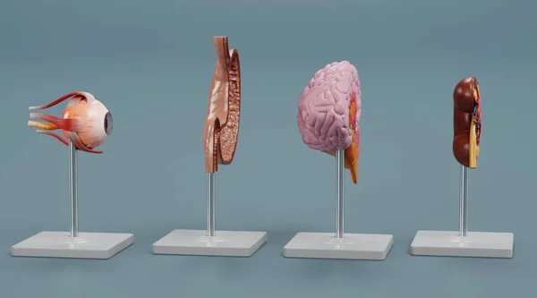 Realistyczne Render Modeli Anatomicznych — Zdjęcie stockowe