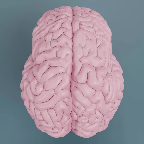 Realistyczne Render Tworzywa Sztucznego Brain Model — Zdjęcie stockowe