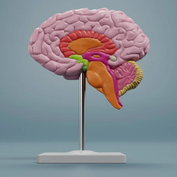 Render Realistico Del Modello Cervello Plastica — Foto Stock