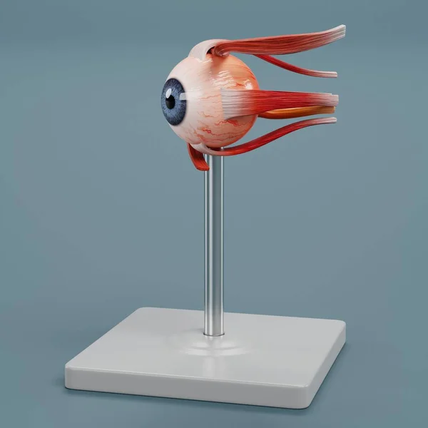 Realistic 3D Render of Eye Anatomy Model