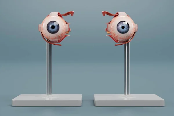 Realistic Render Eye Anatomy Model — Stock Photo, Image