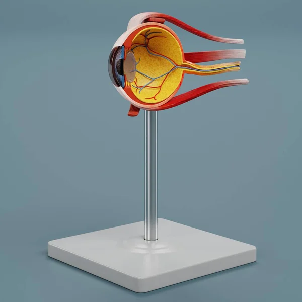 目の解剖学モデルの現実的な3Dレンダリング — ストック写真
