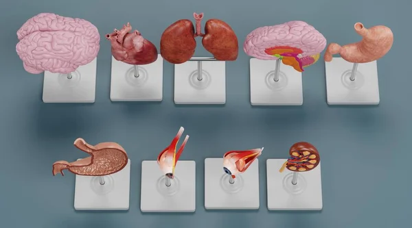 Anatomi Modellerinin Gerçekçi Çizimi — Stok fotoğraf