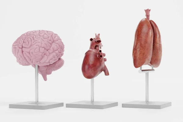 Render Realistico Modelli Anatomici — Foto Stock