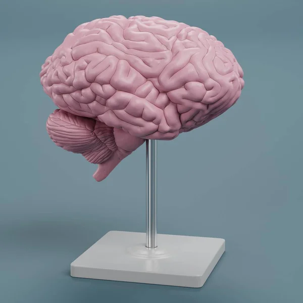 Plastik Beyin Modelinin Gerçekçi Çizimi — Stok fotoğraf