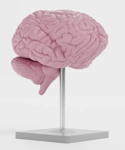 塑料脑模型的真实感3D渲染 — 图库照片