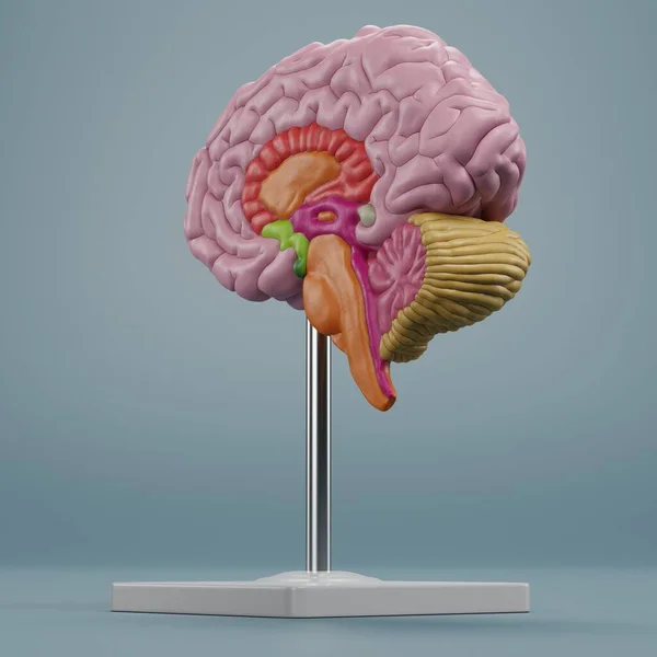 Render Realistico Del Modello Cervello Plastica — Foto Stock