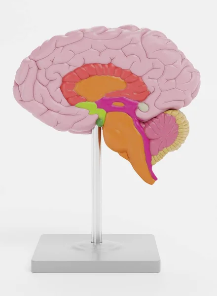 Рисунок Рендеринга Пластической Модели Мозга — стоковое фото