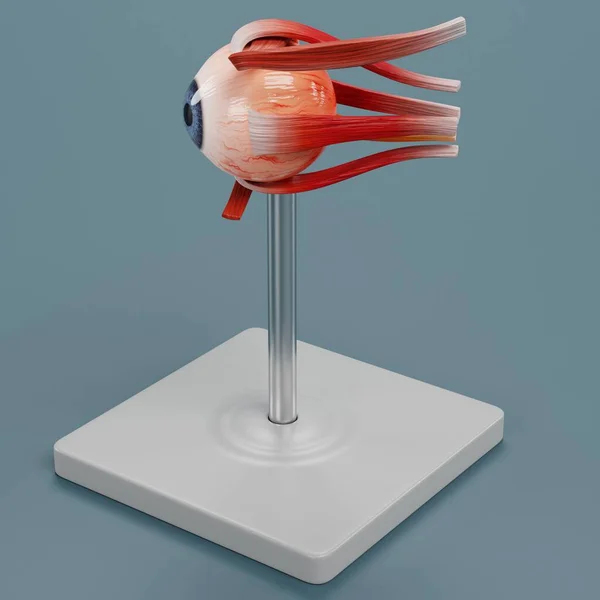 Реальная Трехмерная Модель Анатомии Глаза — стоковое фото