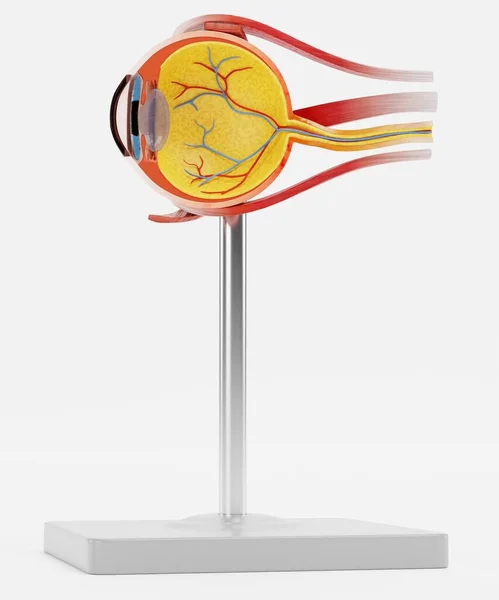 Realistic Render Eye Anatomy Model — Stock Photo, Image