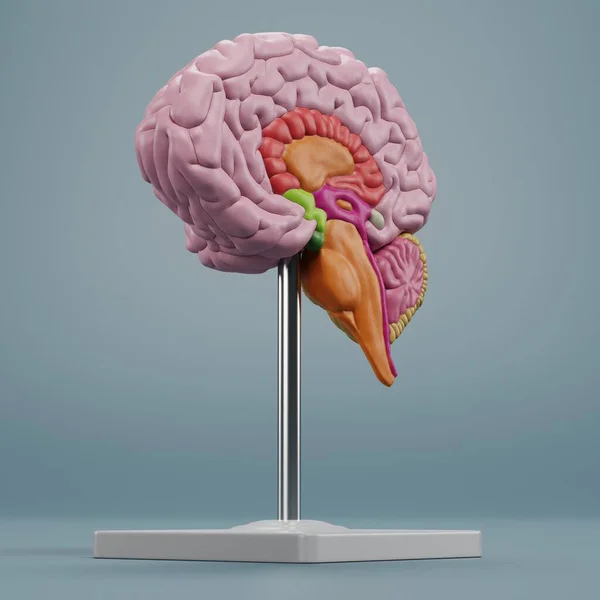 Realista Renderizado Modelo Cerebro Plástico — Foto de Stock