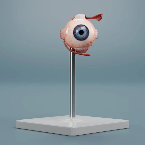 Modelo Realista Renderizado Anatomía Ocular — Foto de Stock