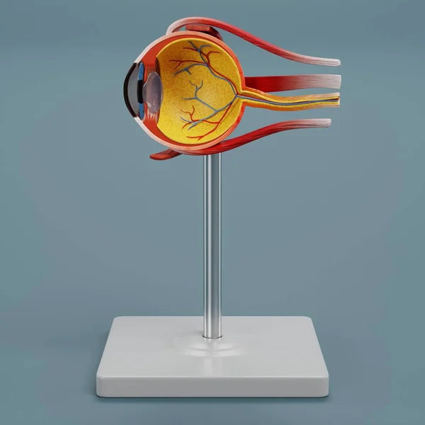 Realistisches Render Eye Anatomy Modell — Stockfoto