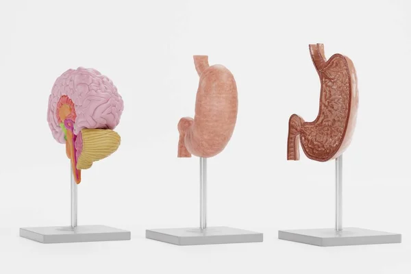 Render Realistico Modelli Anatomici — Foto Stock