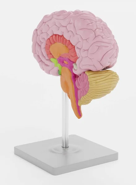 Realistické Vykreslování Plastového Modelu Mozku — Stock fotografie