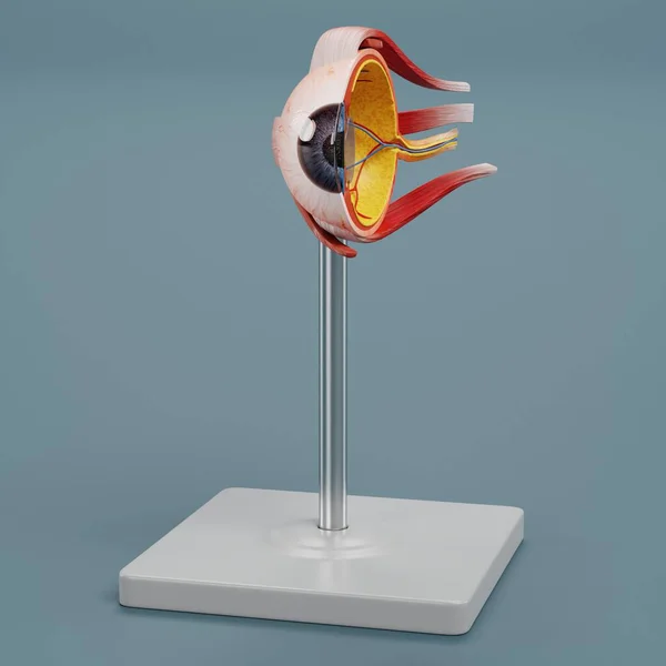 Modelo Realista Renderizado Anatomía Ocular — Foto de Stock