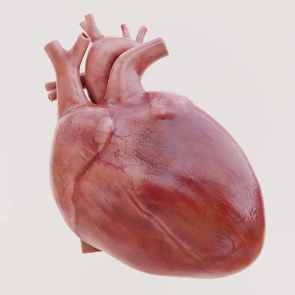 Ρεαλιστική Καθιστούν Της Ανθρώπινης Καρδιάς — Φωτογραφία Αρχείου