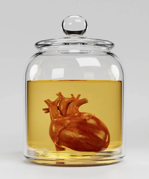 Realistický Render Lidského Srdce Sklenici — Stock fotografie