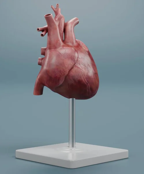 Рисунок Модели Человеческого Сердца — стоковое фото