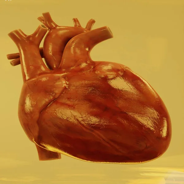 Realistic Render Human Heart — Stock Photo, Image