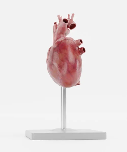 Realisztikus Render Human Heart Model — Stock Fotó
