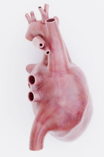 Реалістичний Візуалізація Людського Серця — стокове фото
