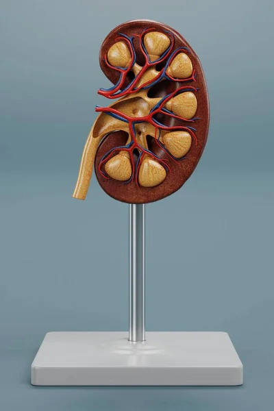 Realistic Render Kidney Section Model — Stock Photo, Image