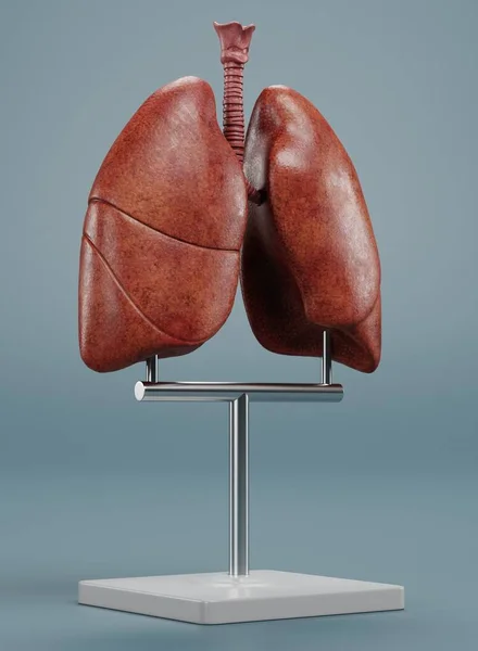 Ciğerlerin Gerçekçi Hazırlama Modeli — Stok fotoğraf
